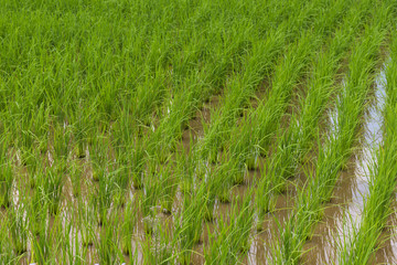 Padi Field