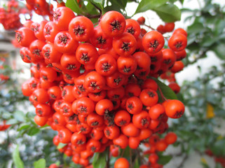Closed up bunch of vibrant red wild berries on the tree, with selective focus, blurred background 