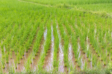 Padi Field