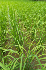 Fototapeta premium Padi Field