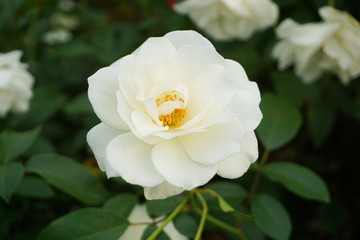 Obraz premium 白いバラ 屋外に咲くアイスバーグ