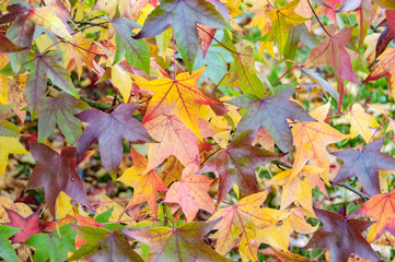 colorful autumn leaves