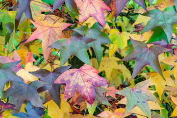 colorful autumn leaves