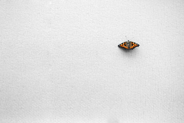 Noise insulation of walls.
Horizontally, a view from above. A soft soundproof material and an orange butterfly sitting on it
