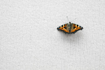 Fototapeta na wymiar Noise insulation of walls. Horizontally, a view from above. A soft soundproof material and an orange butterfly sitting on it 