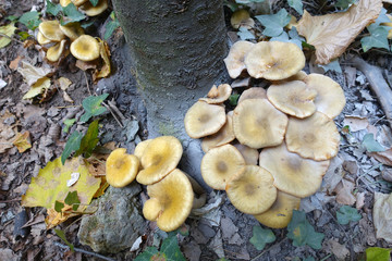 champignons sur la souche