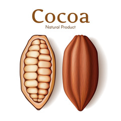 Realistic pod, seed or bean of fresh dried cocoa isolated on white background vector illustration. Chocolate dessert component, cocoa powder ingredient.