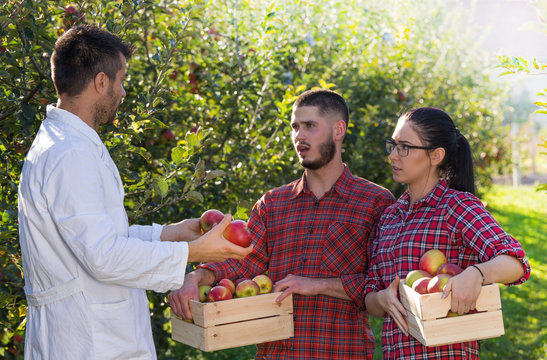 Agronomist and farmers in apple orchard