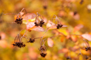 Autumn beech leaves decorate a beautiful nature bokeh background with forest