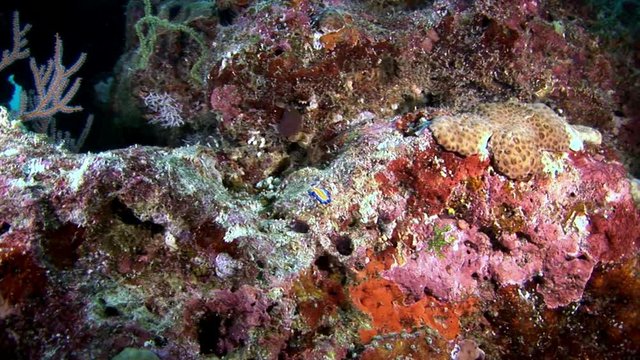 Nudibranch slug Coryphella verrucosa underwater Maldives. Swimming in world of colorful beautiful wildlife. Inhabitants in search of food. Abyssal relax diving. Macro video.