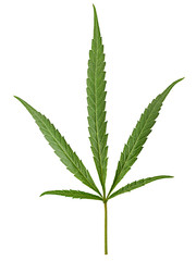 Cannabis leaf, marijuana