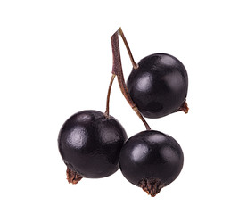 Blackcurrant branch