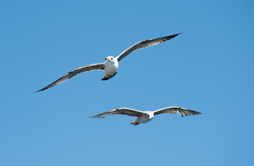 Flying seagulls