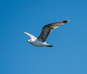 Flying seagull