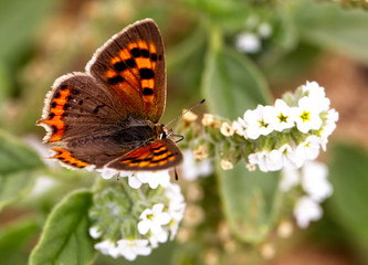 Small Copper butterfly (Lycaena phlaeas) nectaring, Oualidia, Morocco.