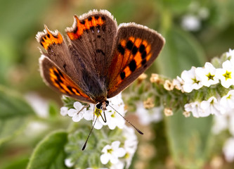 Small Copper butterfly (Lycaena phlaeas) nectaring, Oualidia, Morocco.