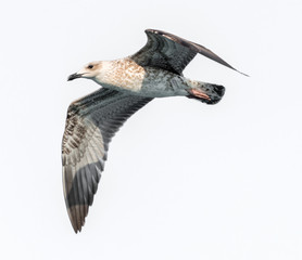 Flying seagull (isolated)