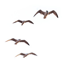 Flying seagulls (isolated)