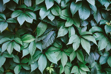 Green leaves pattern. Nature background