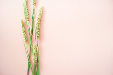 Bunch of wheat spikelets on a pale pink pastel background. Place for your design, text, etc.
