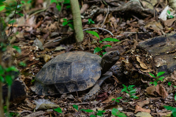 Manouria emys phayei(Biyth,1853) or Asian Giant Tortoise.