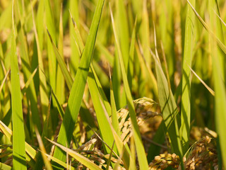 Image of Rice field in autumn asia