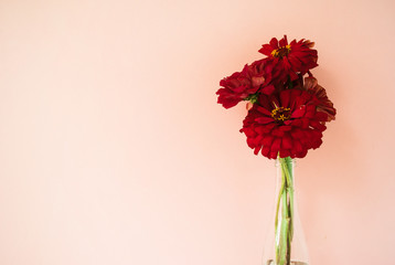 Bouquet of red cynicism in front of pale pink pastel background. Floral lifestyle composition with copy space