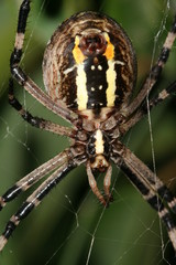 Detalle araña argyope bruennichii