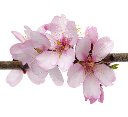 flores de almendro aislada