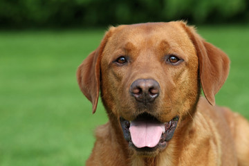 Labrador