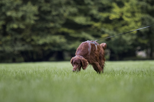 Hund