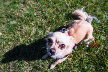 Very cute small dog chihuahua lying on the grass, little scared.
