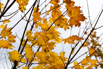 Growing leaves on maple tree in the autumn