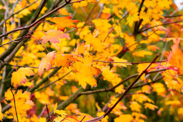 Growing leaves on maple tree in the autumn