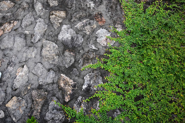 stone wall overgrown with ivy background and texture