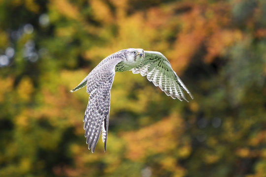 Gerfalke im Flug