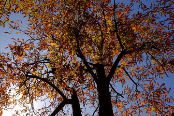 les arbres d'automne, Paris, France