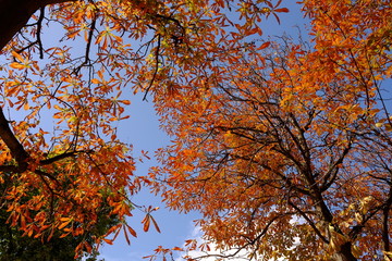 Automne à Paris, France
