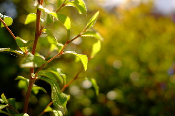 les feuilles dans la saison d'automne, Paris, France