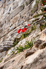 Red flowers growing on a stone wall