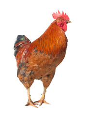 Red brown rooster isolated on white background