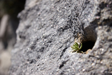Small plant growing on a rock in Toledo Spain