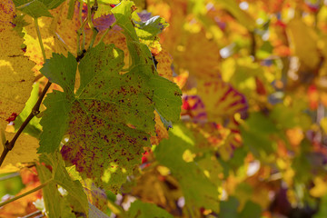 Weinlaub Blätter