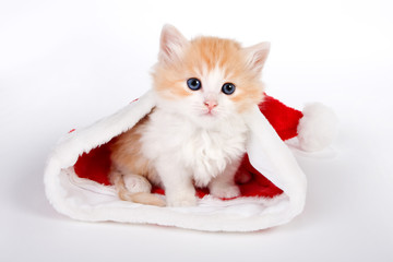 Santa Cat