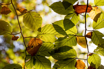 Bunte Blätter an Zweig im Herbst