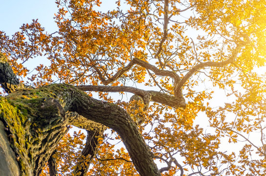 Curved branch of an oak tree with yellow autumn leaves at sunset.