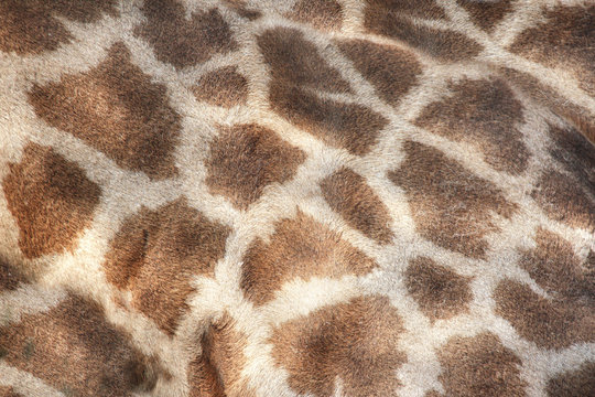 Texture of giraffe skin