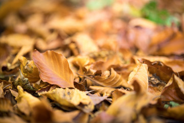 Buntes Blätter am Boden