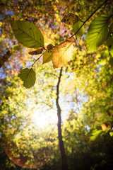 Bunte Blätter an Zweig im Herbst