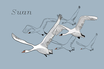 illustration of drawing white Flying Swans. Hand drawn, doodle graphic design with birds fly up. Isolated object on blue backdrop. © mnimpres